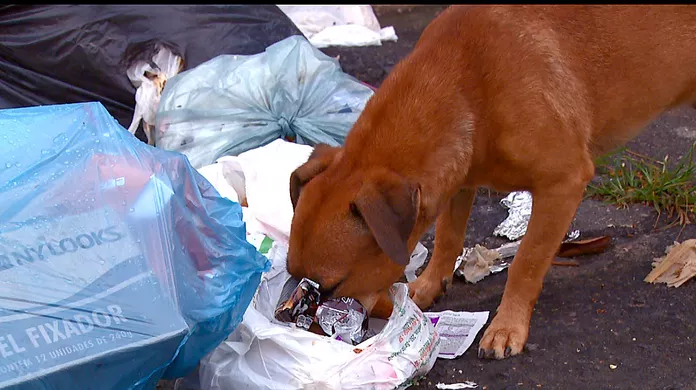 Cachorro mexendo em lixo espalhado na calçada - o problema que resolvemos